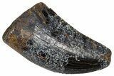 Serrated Tyrannosaur Tooth - Judith River Formation #381200-1